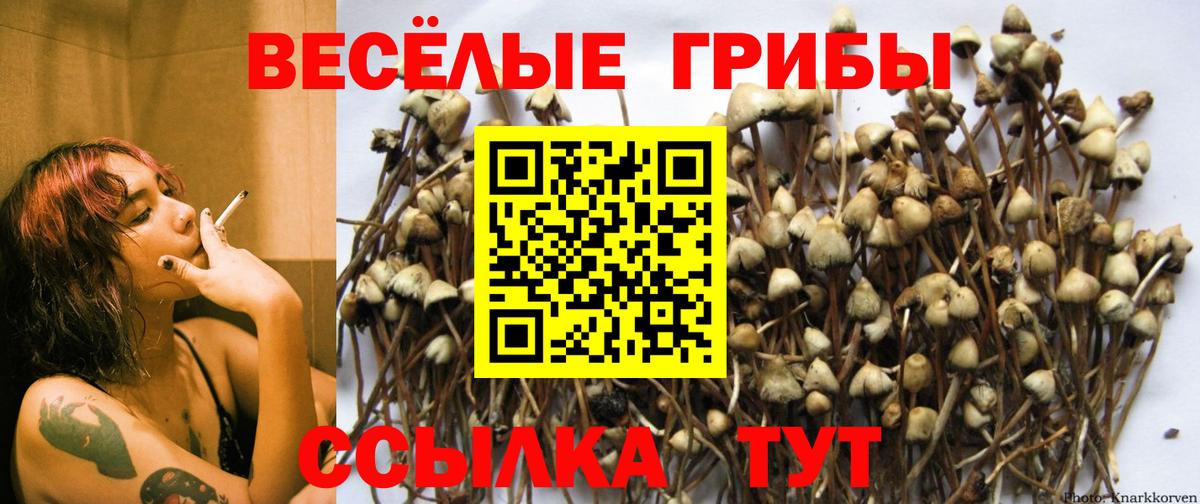 Галлюциногенные грибы Cubensis Новокуйбышевск